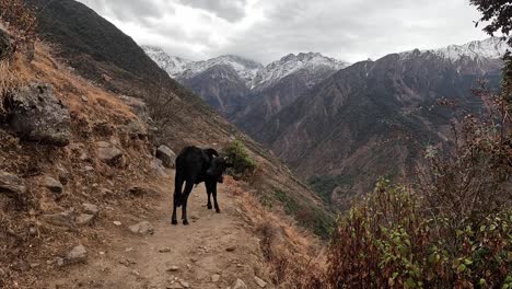 Youn-black-yak-standing-on-a-hiking-trail-in-front-of-mountains