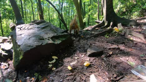 Small-macaque-monkey-grabbing-banana-thrown-by-tourists-in-a-forest,-Ten-Mile-Gallery-Monkey-Forest,-Zhangjiajie-National-Park,-China