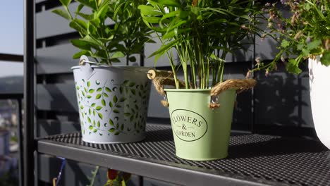 potted plants on a metal shelf