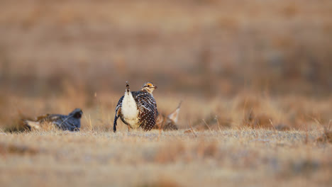 sharp-tailed grouse on lek during courtship in saskatchewan, canada