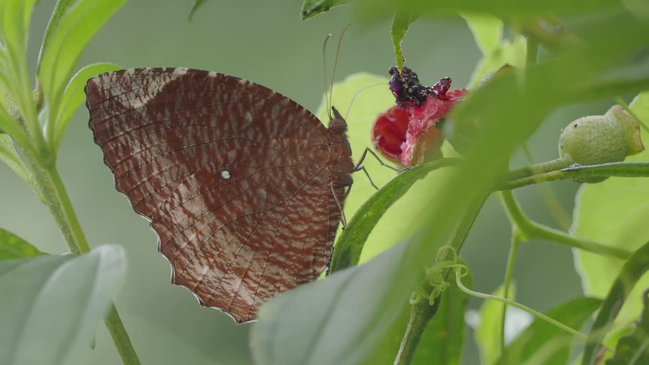 Brown Butterfly on a Plant