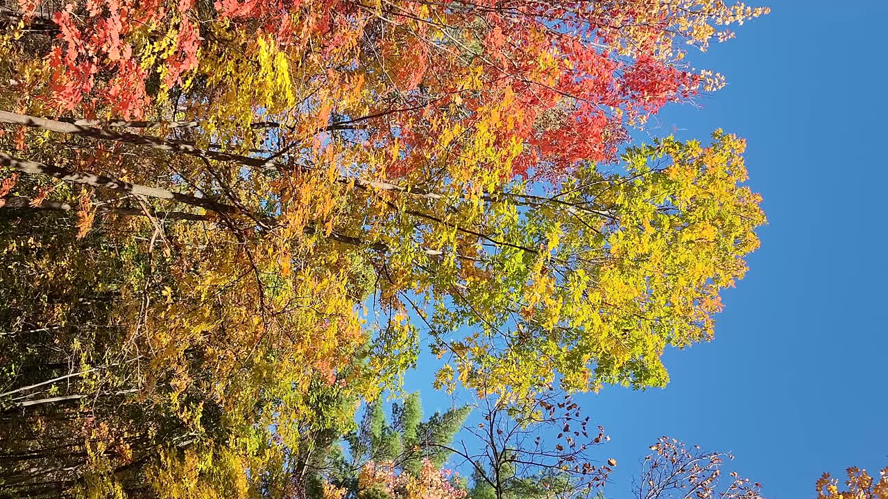 푸른 하늘 아래 밝고 화려한 가을 삼림 지대를 가로지르는 수직 패닝