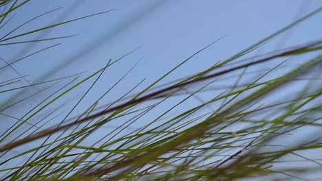 Nahaufnahme-Seegras-Weht-Im-Wind-Mit-Blauem-Himmel