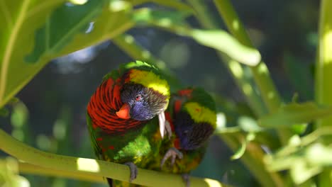 un par amoroso de compañeros de lorikeet arcoiris encaramados en una rama en la selva tropical acicalándose unos a otros - cámara lenta