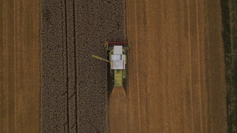 harvesting fields of wheat crops with combine harvester