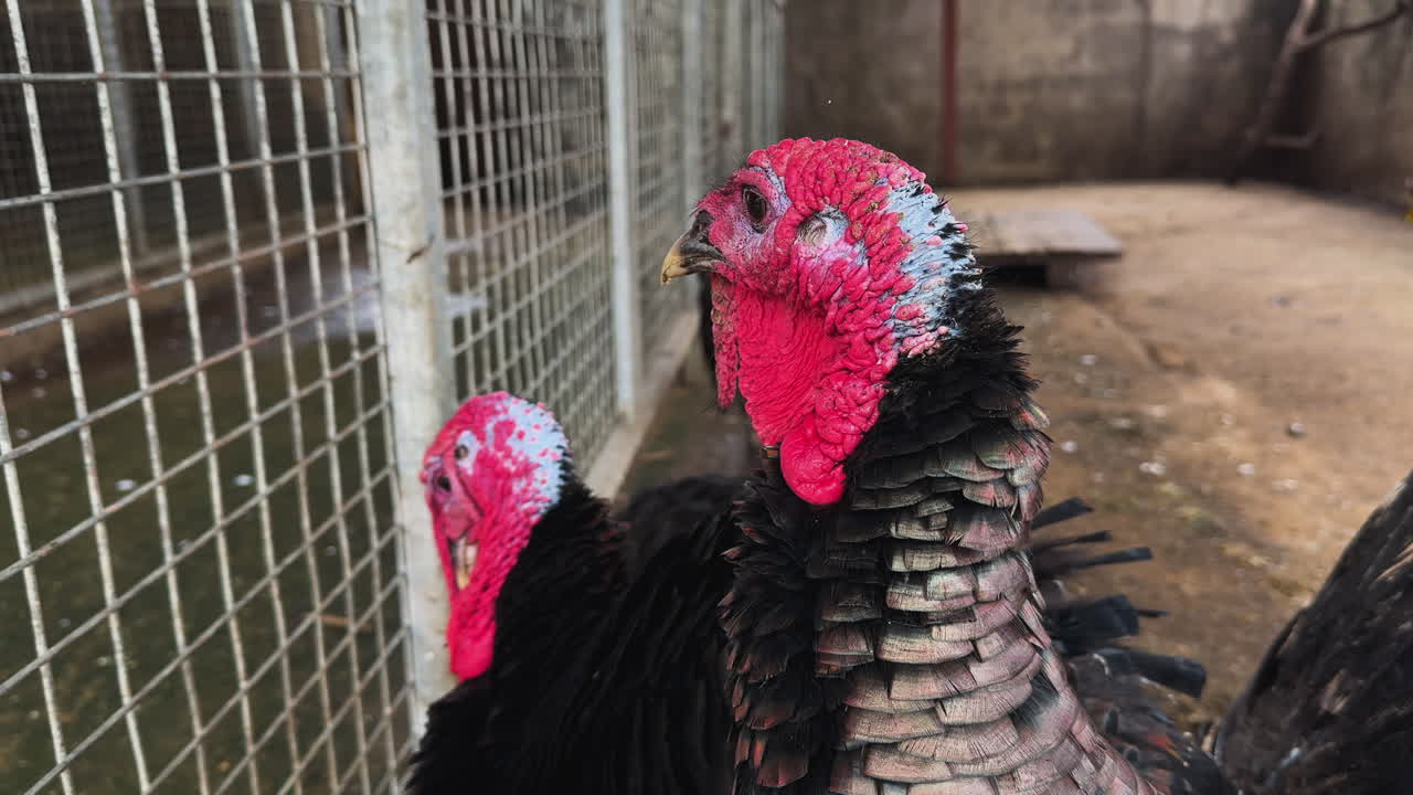 Four Black Spanish Turkeys Enclosed Behind Cage on Farm