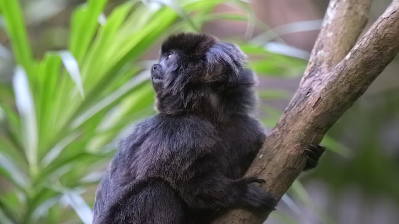Un adorabile piccolo callimico di Goeldi su un ramo d'albero - Primo piano