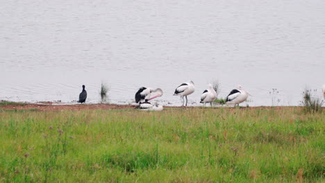 Australische-Pelikane-Stehen-Und-Putzen-Sich-Am-Flussufer-Im-Hunter-Valley,-Australien---Totale