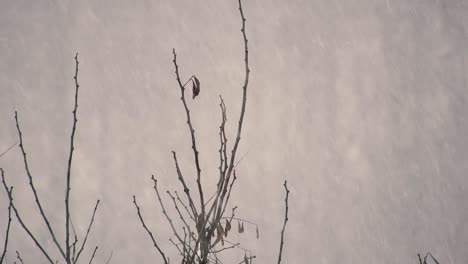 fuertes nevadas con árboles en el fondo, horario de invierno