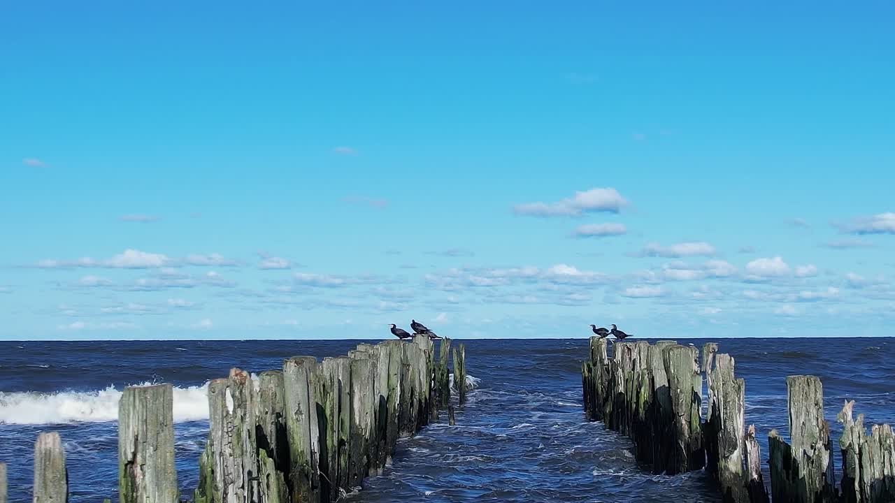 Uccelli su un pontile di legno sul Mar Baltico con il cielo azzurro e le onde.