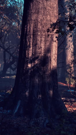 la luz del sol filtrándose a través de los árboles en un bosque oscuro