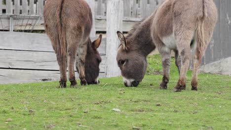 two donkeys peacefully grazing on green grass next to a wooden fence in a rural setting.