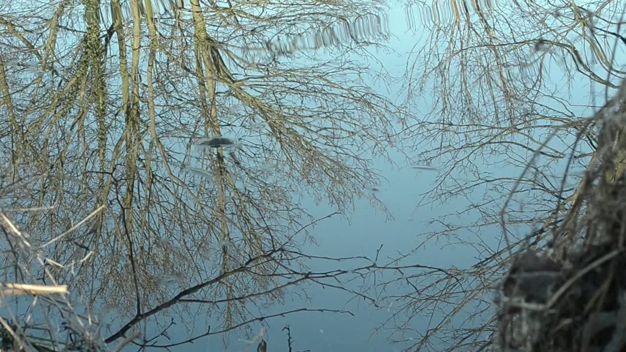 호수에 반영 겨울 나무