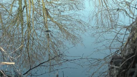 Bäume-Im-Winter-Spiegeln-Sich-Im-See