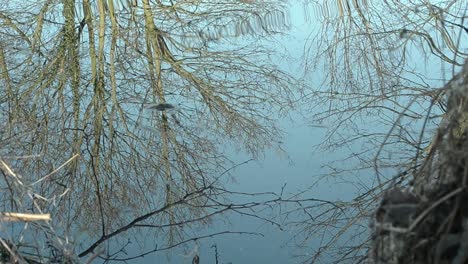 árboles en invierno reflejados en el lago