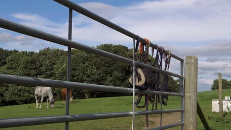 horse tack hanging on metal gate with horses in background wide tilting shot