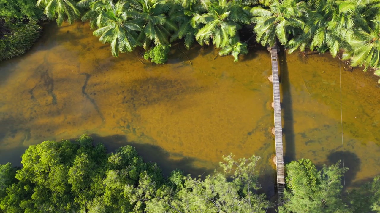 Ripresa aerea cinematografica con tracking di una passerella rustica in legno su un tranquillo fiume tropicale, incorniciata da fitte palme da cocco e una vibrante foresta pluviale nelle Seychelles. 30fps 002