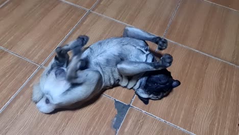 Sick-pug-dog-experiencing-mild-seizure-while-resting-on-the-floor