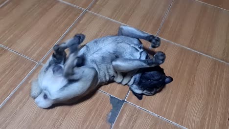 sick pug dog experiencing mild seizure while resting on the floor