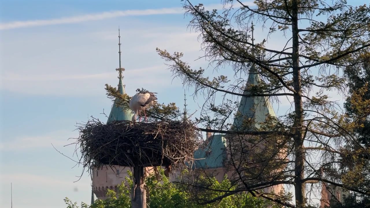 Majestic white stork tending to its large nest on a pole with the beautiful medieval Bojnice Castle in the background on a sunny day
