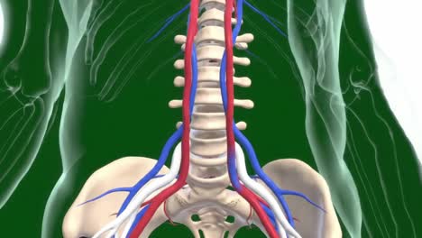 Detailed Anatomical Representation of the Human Spine and Surrounding Vascular Structures Highlighting the Interconnectedness of Musculoskeletal and Circulatory Systems