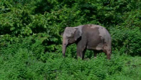 Los-Elefantes-Asiáticos-Son-Especies-En-Peligro-De-Extinción-Y-También-Son-Residentes-De-Tailandia