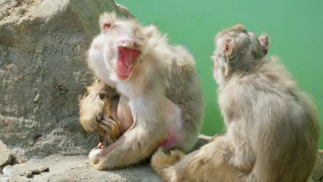 pair of macaque monkey sitting on the rock on a sunny day at seoul grand park zoo, korea