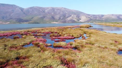 pasha liman lagoon in orikum, albania - aerial of blooming pink coastal wetlands