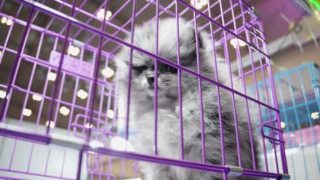 fluffy kitten in a purple cage at a brightly lit pet store