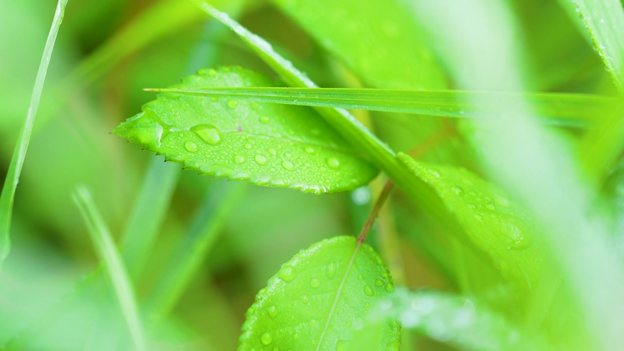 Primo piano estremo di goccioline d'acqua su vive lame d'erba verde. Autentica scena naturale che rappresenta sostenibilità, benessere e purezza ambientale