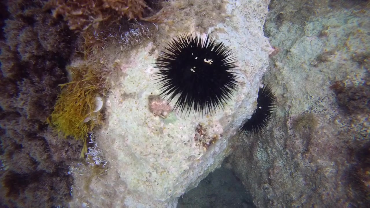 Riprese subacquee ravvicinate di due ricci di mare neri attaccati a un fondale roccioso, circondati da alghe marine in acque costiere limpide.