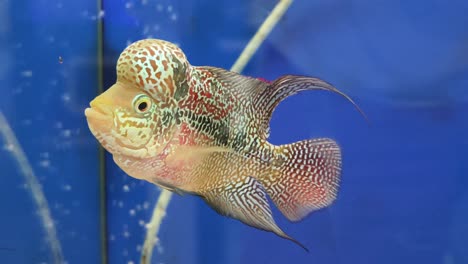 discus fish in aquarium