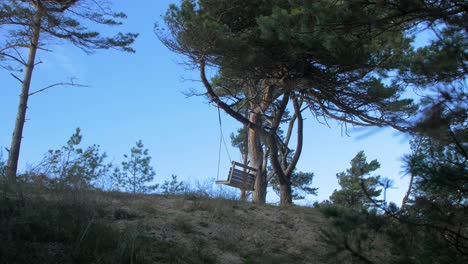 empty swings hanging at the seaside forest with large old pine trees, baltic sea coastline landscape view, sunny day, distant handheld wide shot
