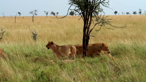 tracking shot of a lioness lying down with others standing on guard in serengeti