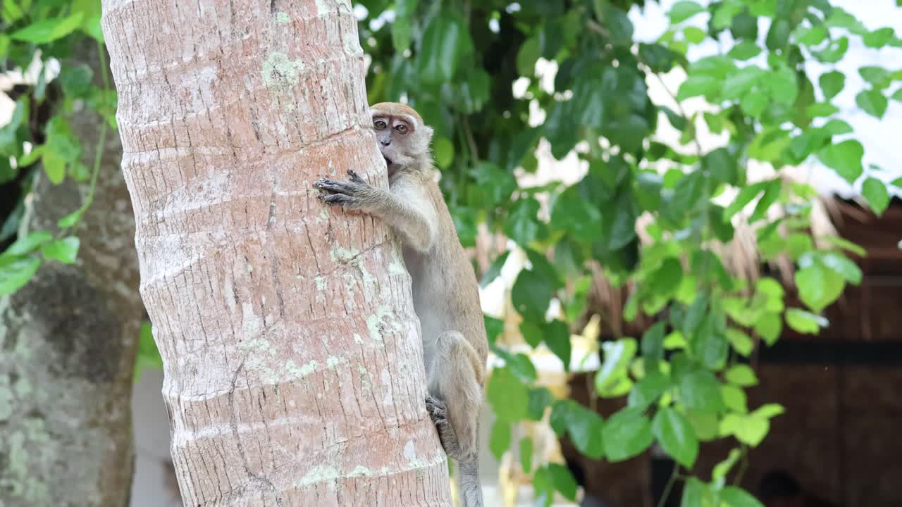mono trepando a un árbol en un entorno exuberante