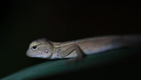 El-Lagarto-De-Jardín-Oriental-También-Se-Llama-Lagarto-De-Jardín-Oriental,-Chupasangre-Y-Lagarto-Cambiable