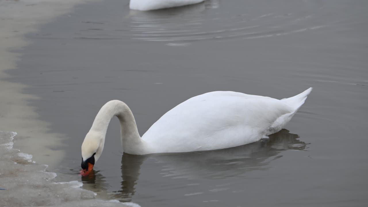 Pair of Mute Swans swimming, hunting for food in open water on frozen water in Norway.