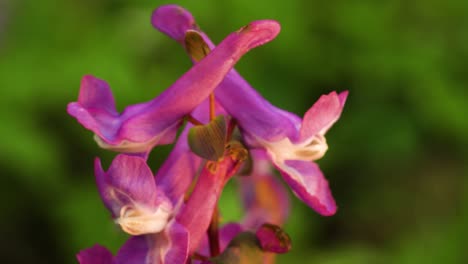 pink tubular flowers with spurred uppermost petals