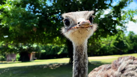 ostrich peeking through fence. bright sunny day at a nature reserve, an ostrich curiously looks through a metal fence, showcasing its unique features