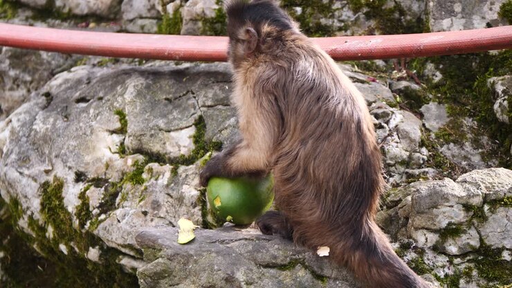Capuchin Monkey sitting on rock and eating fresh mango outdoors in nature
