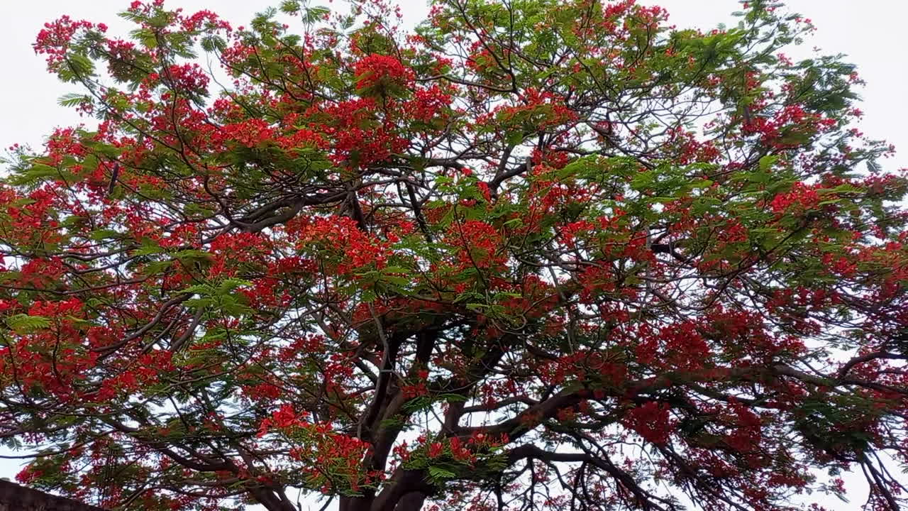 un gran árbol lleno de semillas de madera de rosa roja