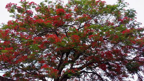 Un-Gran-árbol-Lleno-De-Semillas-De-Palo-De-Rosa-Rojo