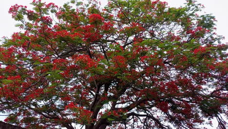 Ein-Großer-Baum-Voller-Roter-Rosenholzsamen