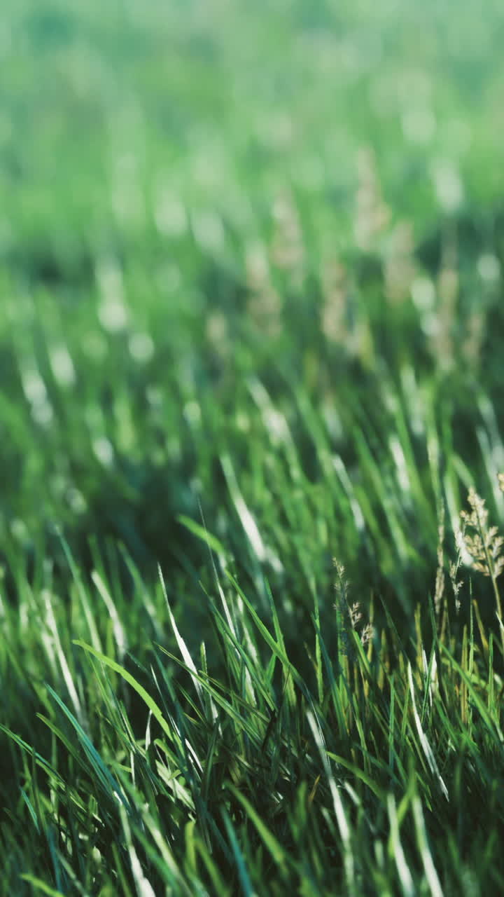 Lush green grass swaying gently in the breeze during a sunny afternoon