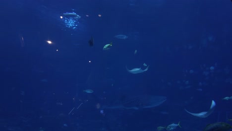 an aquarium hosts a swimming whale shark