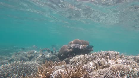 shallow water coral reef with surface visible, captured in an underwater shot