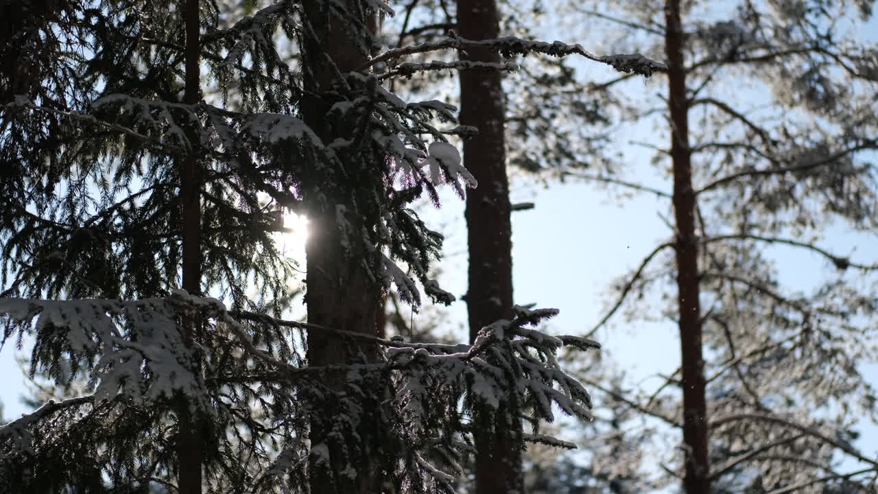 Sun peaking through branches of a snow covered spruce tree snowing prores422