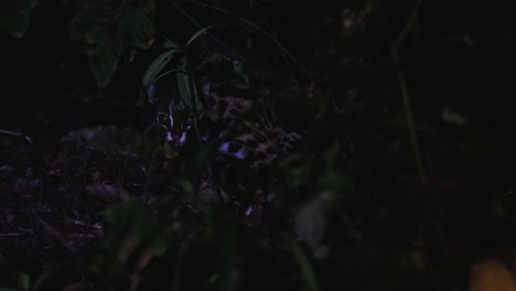 Barely-seen-as-it-is-resting-on-the-ground-deep-in-the-forest-then-a-light-shines-to-reveal-it,-Leopard-Cat,-Prionailurus-bengalensis,-Thailand