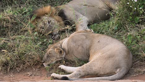 Un-León-Hembra-Y-Un-León-Macho-Descansan-Juntos-En-La-Hierba-Alta,-Toma-Cercana