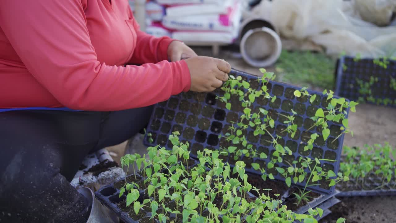 empresario trabaja en una granja orgánica. cultivo de verduras en invernadero. siembra sin suelo. agricultura moderna.